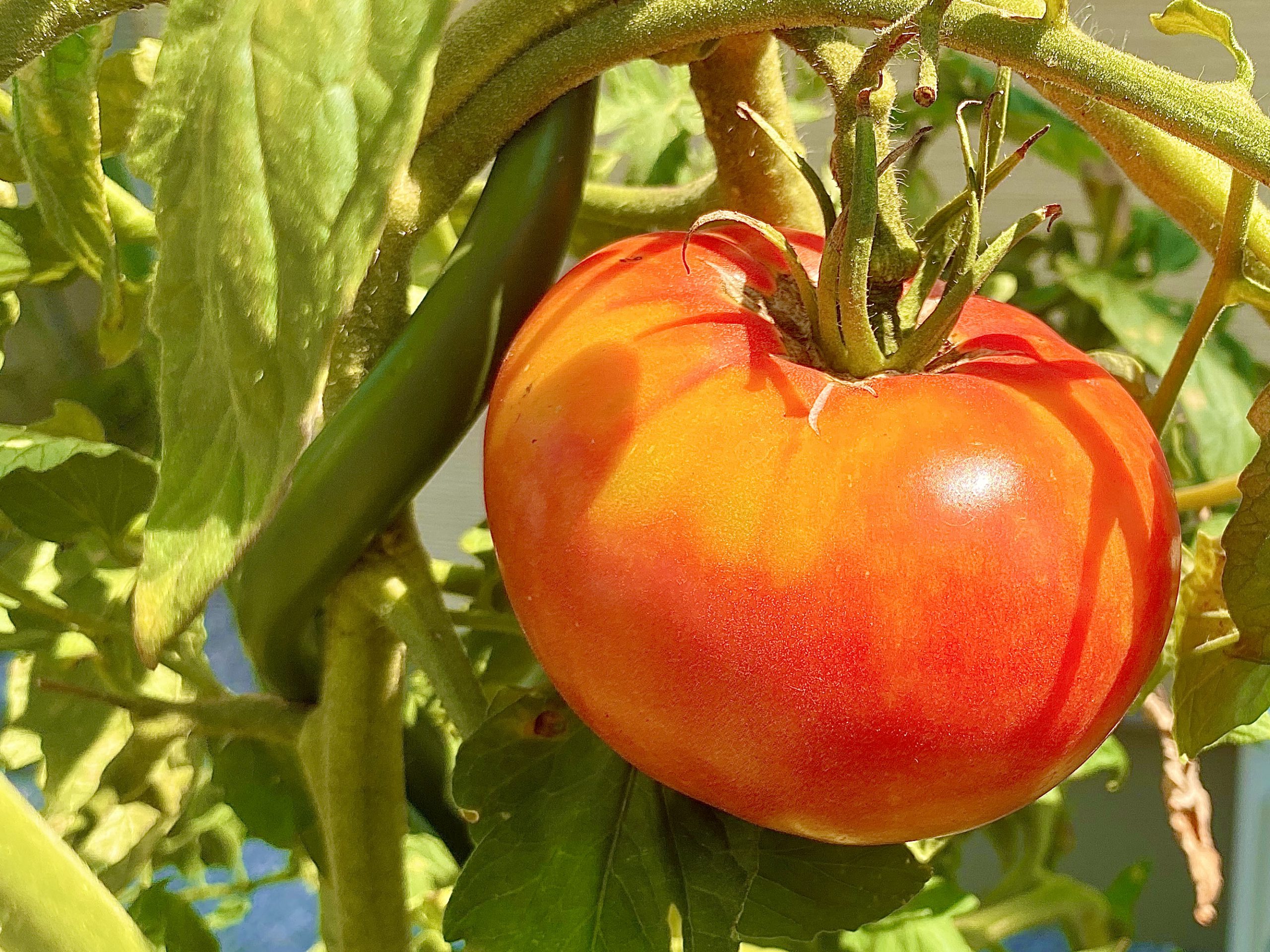 大玉トマト収穫前