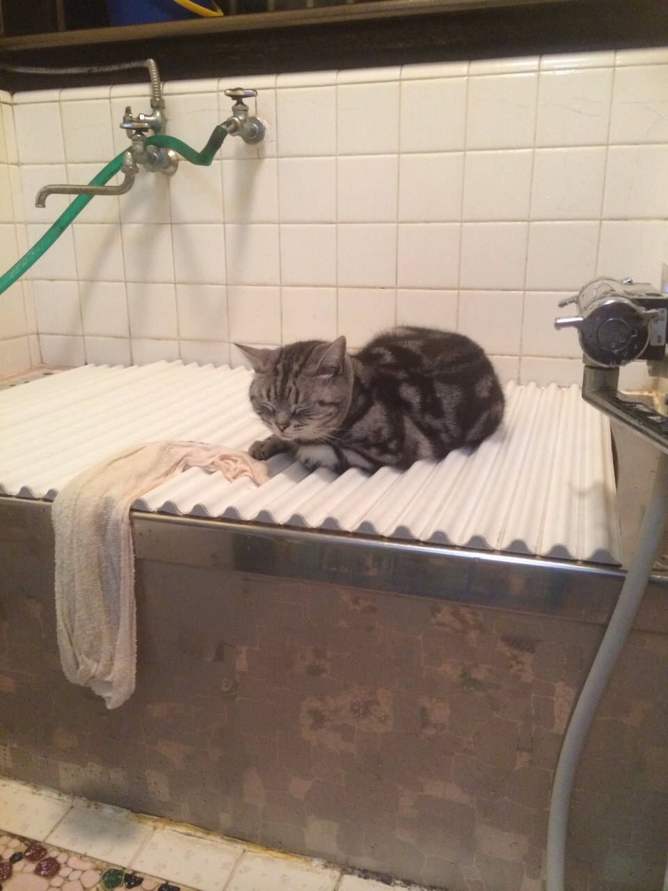 湯船のフタで寝る猫